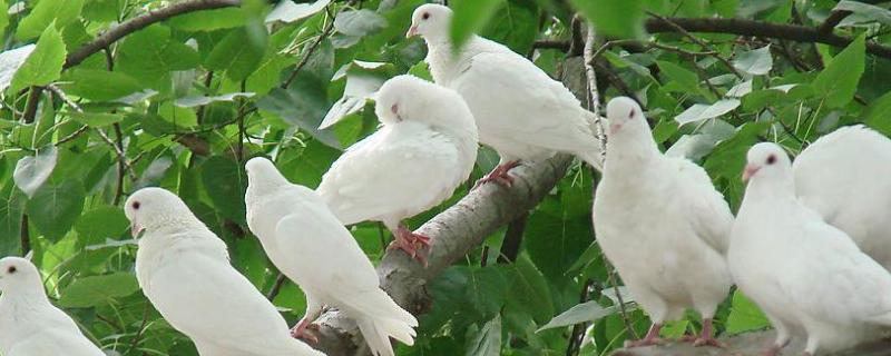 小本養殖項目有哪些