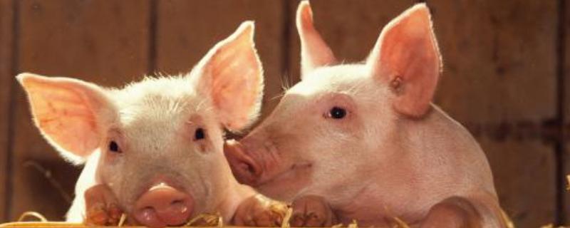 母豬驅蟲時間及用量，驅蟲后幾天可以配種