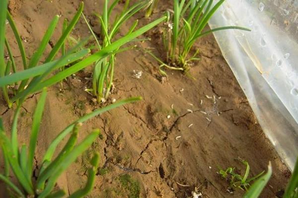 韭蛆用什么農藥可以殺死