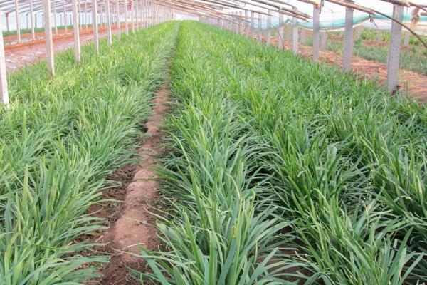 韭蛆用什么農藥可以殺死