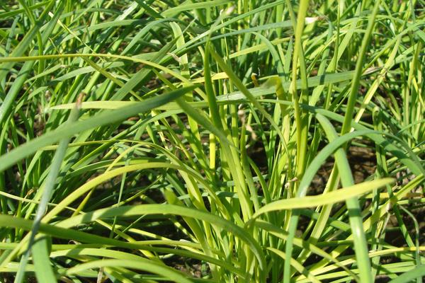 韭蛆用什么農藥可以殺死