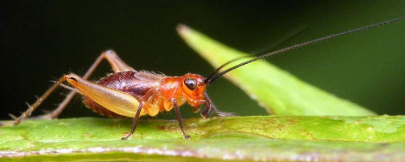 蟋蟀品種圖譜和名稱