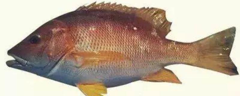 石蚌魚(yú)的市場(chǎng)價(jià)多少一斤,怎么做好吃