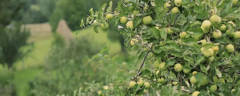 開春果樹澆水時間，什么時候澆更科學