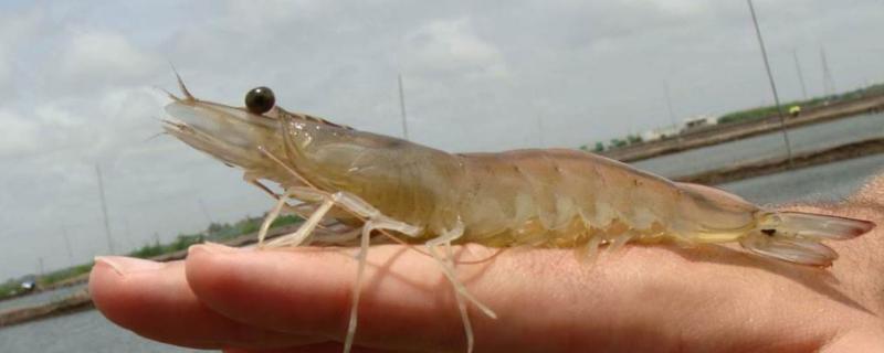 養(yǎng)殖蝦掙錢嗎，選什么品種更好