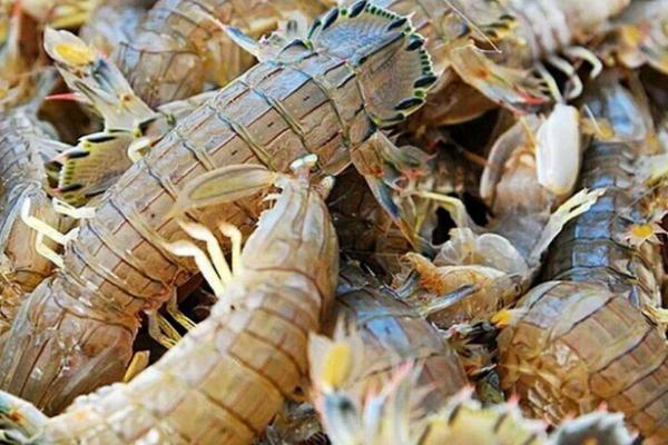 養殖蝦掙錢嗎,選什么品種更好