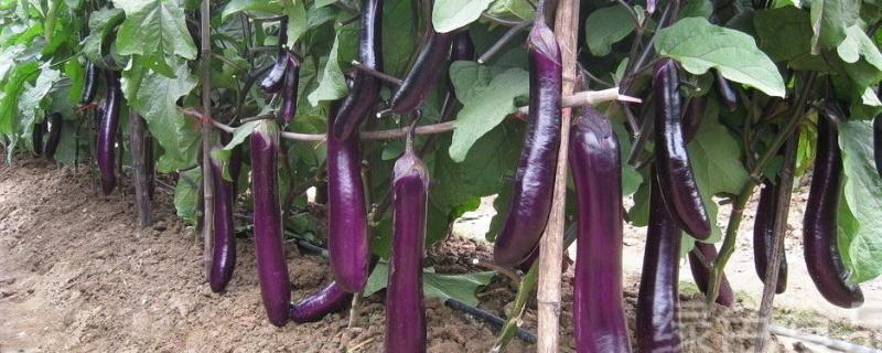嫁接茄子技術,附操作流程