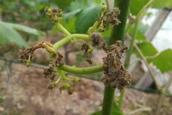 葡萄用藥周期表,附常見病及對(duì)應(yīng)用藥