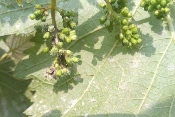 葡萄用藥周期表,附常見病及對(duì)應(yīng)用藥