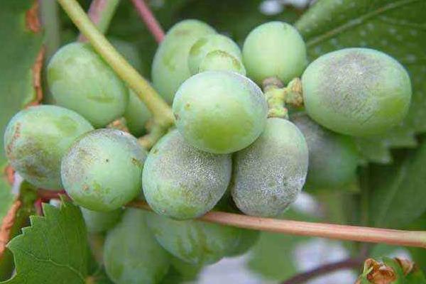 葡萄用藥周期表,附常見病及對(duì)應(yīng)用藥