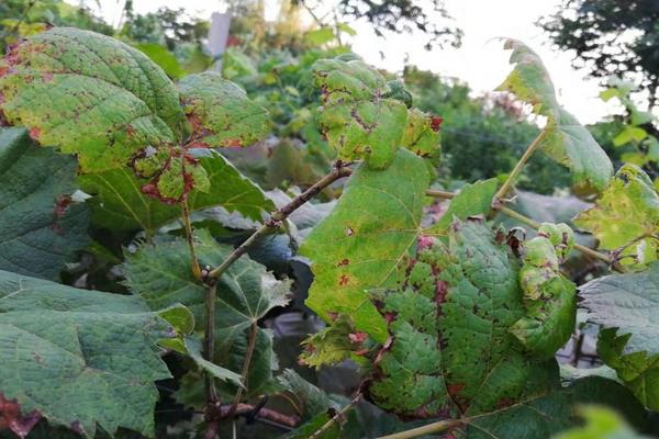 葡萄用藥周期表,附常見病及對(duì)應(yīng)用藥