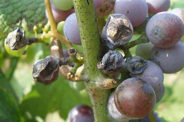 葡萄用藥周期表,附常見病及對(duì)應(yīng)用藥