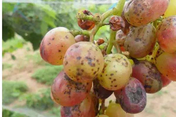 葡萄用藥周期表,附常見病及對(duì)應(yīng)用藥