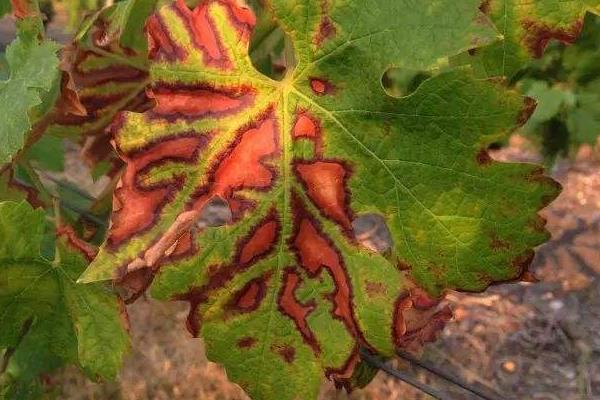 葡萄用藥周期表,附常見病及對(duì)應(yīng)用藥