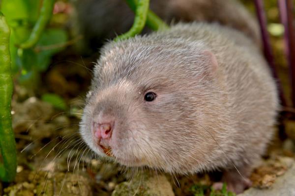 小本養殖項目有哪些