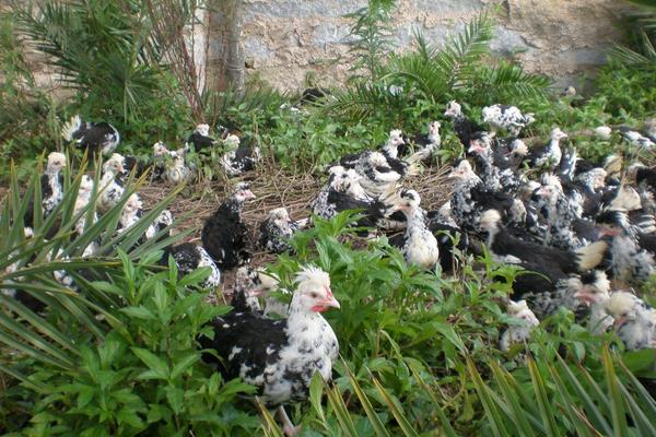 小本養殖項目有哪些