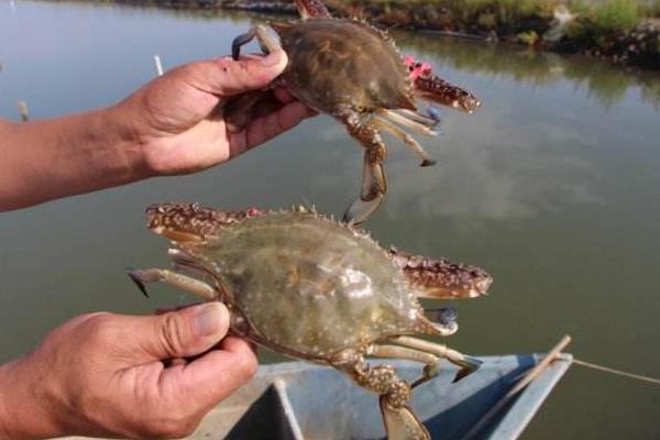 小本養殖項目有哪些