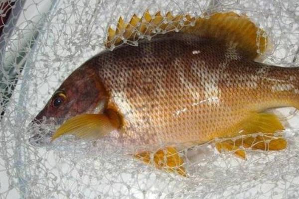 野生石蚌魚的市場價多少一斤,附營養價值