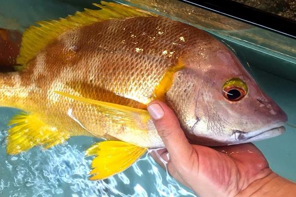 野生石蚌魚的市場價多少一斤,附營養價值