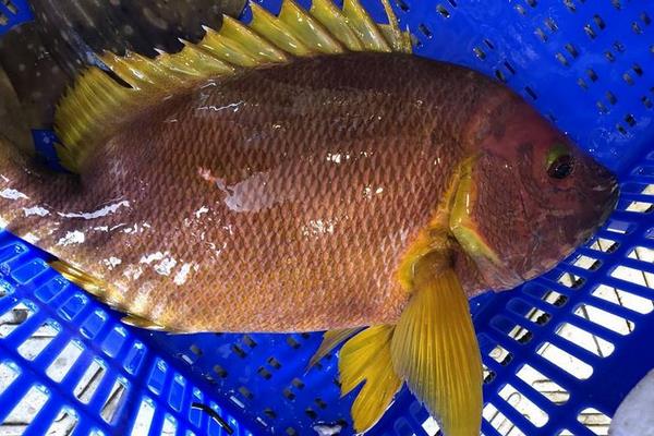 野生石蚌魚的市場價多少一斤,附營養價值