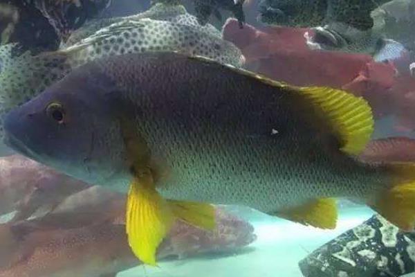 野生石蚌魚的市場價多少一斤,附營養價值