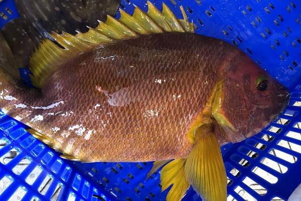 石蚌魚(yú)的市場(chǎng)價(jià)多少一斤,怎么做好吃