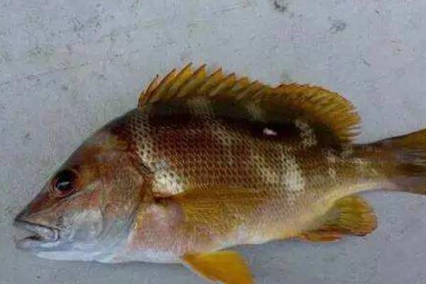 石蚌魚(yú)的市場(chǎng)價(jià)多少一斤,怎么做好吃