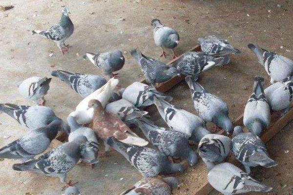 除鴿虱簡單的方法,有哪些土方法