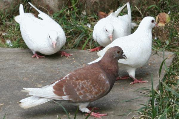 除鴿虱簡單的方法,有哪些土方法