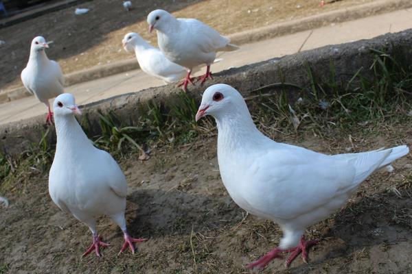 除鴿虱簡單的方法,有哪些土方法