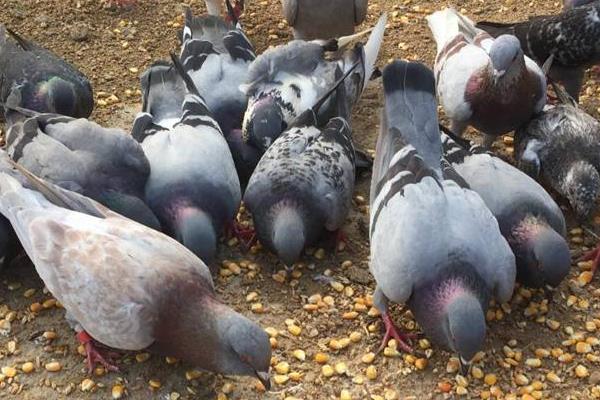 除鴿虱簡單的方法,有哪些土方法