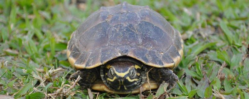 烏龜、甲魚、王八、鱉的區別分別是什么 烏龜怎么分公母