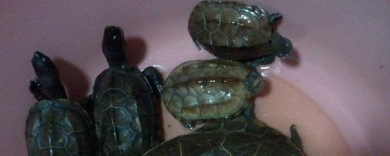 被烏龜咬了怎么辦 烏龜不停的爬怎么回事