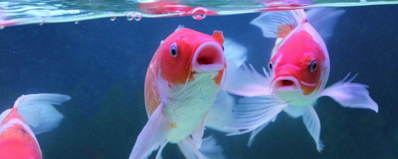 龍鳳錦鯉怎么養 龍鳳錦鯉能長多大