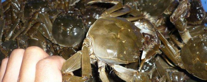 小河蟹怎么處理干凈 河蟹怎么清洗