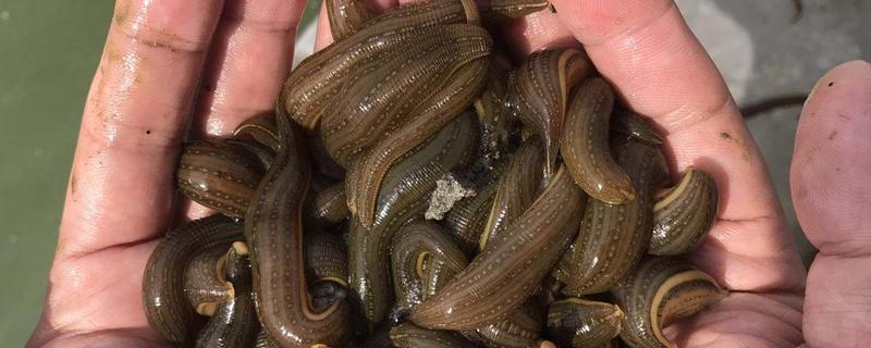 水蛭和螞蝗的區別是什么 水蛭是不是螞蟥