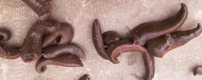 水蛭是什么 水蛭有毒嗎 如何捕捉水蛭