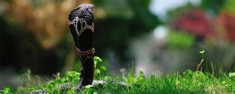 眼鏡蛇為什么叫眼鏡蛇 眼鏡蛇頭為什么是扁的