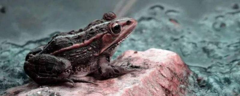 蟾蜍是什么動物 蟾蜍有毒嗎 蟾蜍的天敵是什么