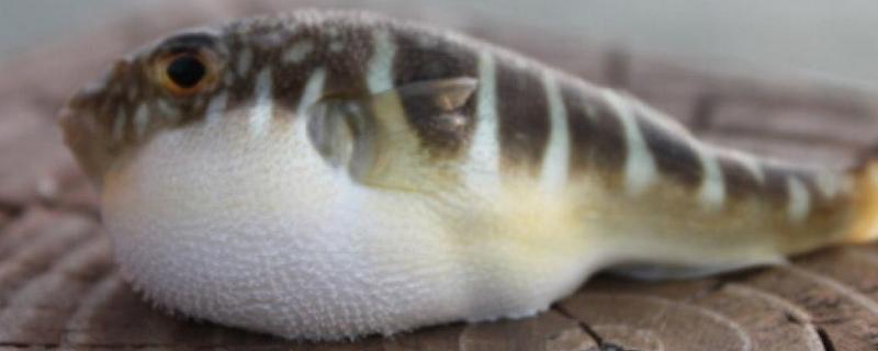 河豚好吃嗎 河豚皮能吃嗎 吃河豚的季節