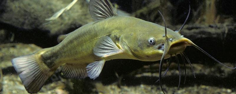 六須鯰魚能吃嗎 六須鯰魚為什么不能吃