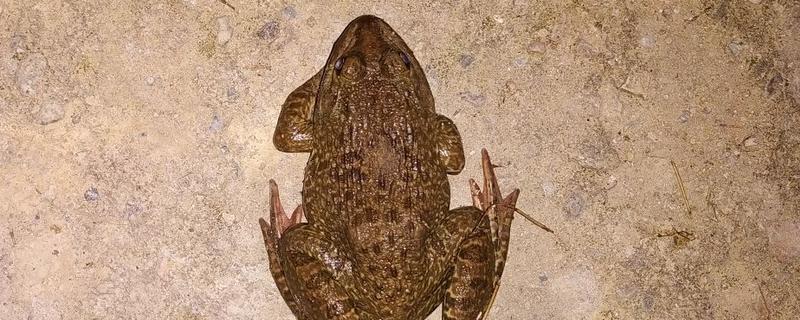 牛蛙寄生蟲多嗎 牛蛙煮多久才可以安全