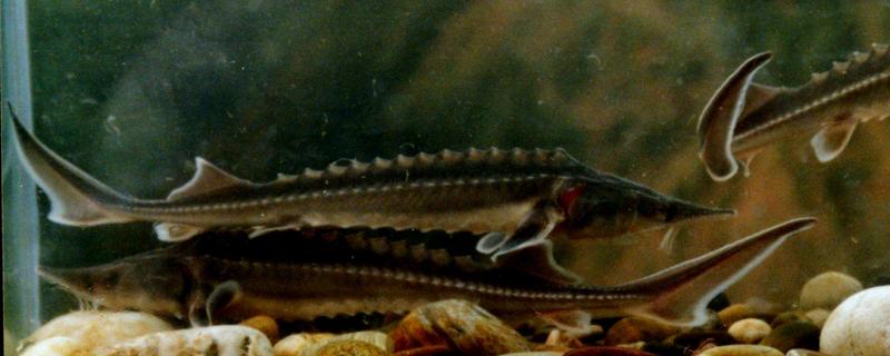 鱘魚好吃嗎 鱘魚怎么吃