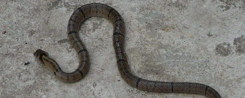 有懶蛇嗎 懶蛇是什么蛇