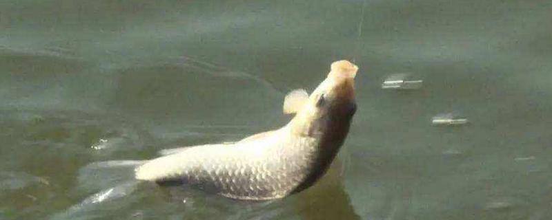 怎么用玉米釣草魚 釣草魚用什么打窩好 釣草魚怎么調漂