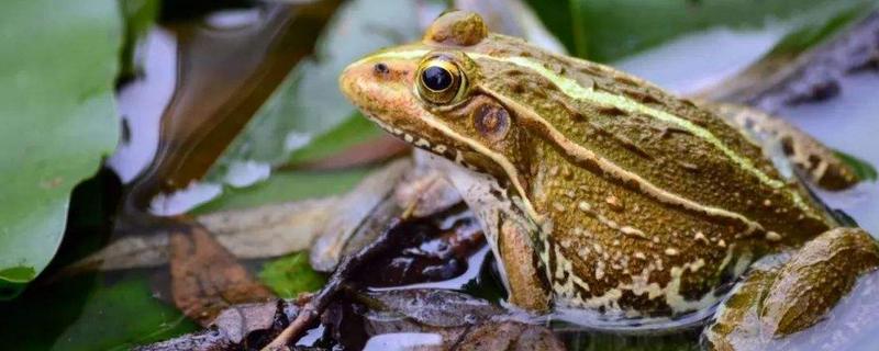 癩蛤蟆能吃嗎 癩蛤蟆怎么吃