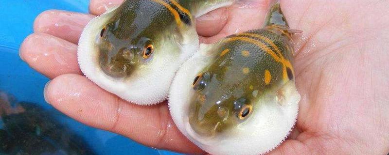 刺豚、河豚、海豚、江豚的區別分別是什么 河豚有毒嗎