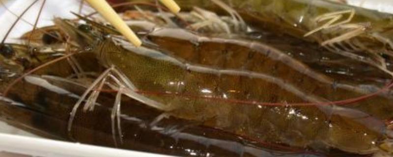 大明蝦和基圍蝦的區別是什么 大明蝦和基圍蝦哪個貴
