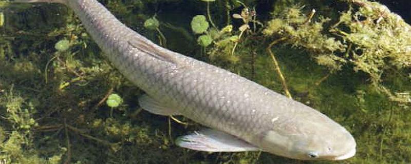 鯇魚是草魚嗎 鯇魚和草魚的區別是什么