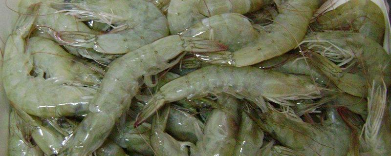 明蝦是什么蝦 明蝦怎么清洗干凈